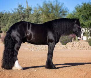 DD Petals Aragon thumbnail picture