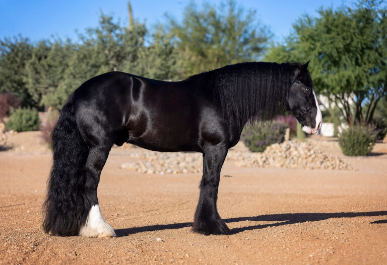 DD Petals Aragon thumbnail picture