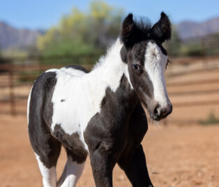 NAME PENDING thumbnail picture