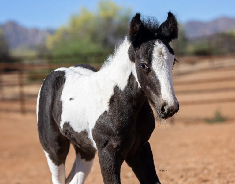 NAME PENDING thumbnail picture